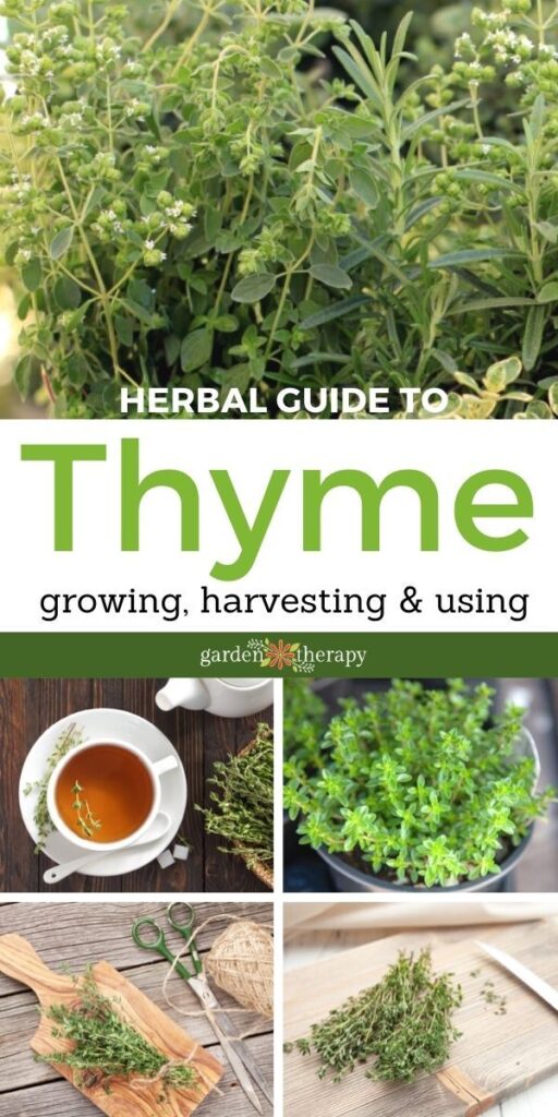 Herbal Guide to Thyme: Growing Guide + Thyme Benefits and Uses